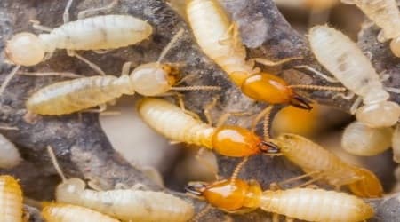 Coptotermes Termites